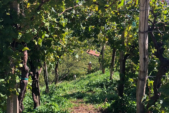 A Sparkling Day in the Prosecco Hills from Venice - Conegliano winery stop: finishing with DOCG tastings