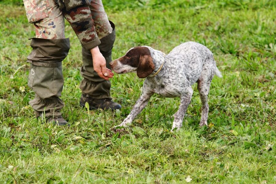 Alba: Truffle Hunting with Cheese, Truffle, & Wine Tastings - Key points before you go