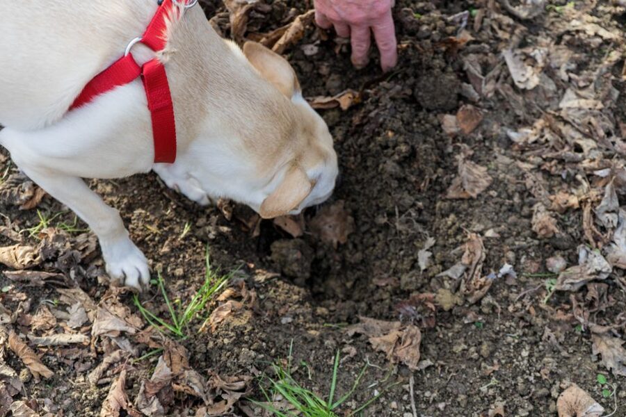 Alba: Truffle Hunting with Cheese, Truffle, & Wine Tastings - What You Learn in the Woods, White vs Black Truffles