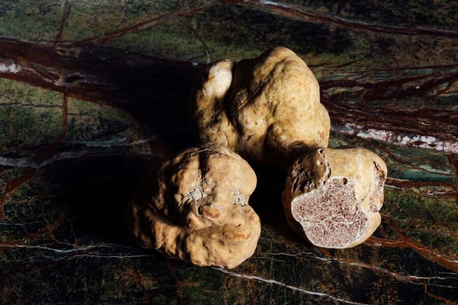 Alba: Truffle Hunting with Cheese, Truffle, & Wine Tastings - How Long the Hunt Feels, and What Your Success Might Look Like