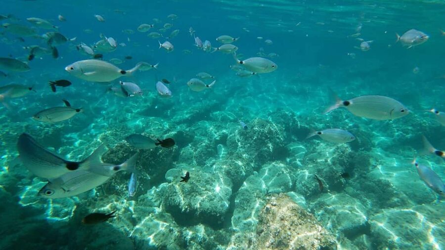 Alghero: Boat Tour with Snorkeling in Porto Conte - Who this tour fits best, and who should rethink it