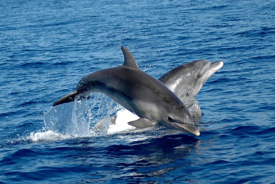 Alghero: Dolphin Watching Tour with Marine Researcher - Key Highlights Worth Booking For