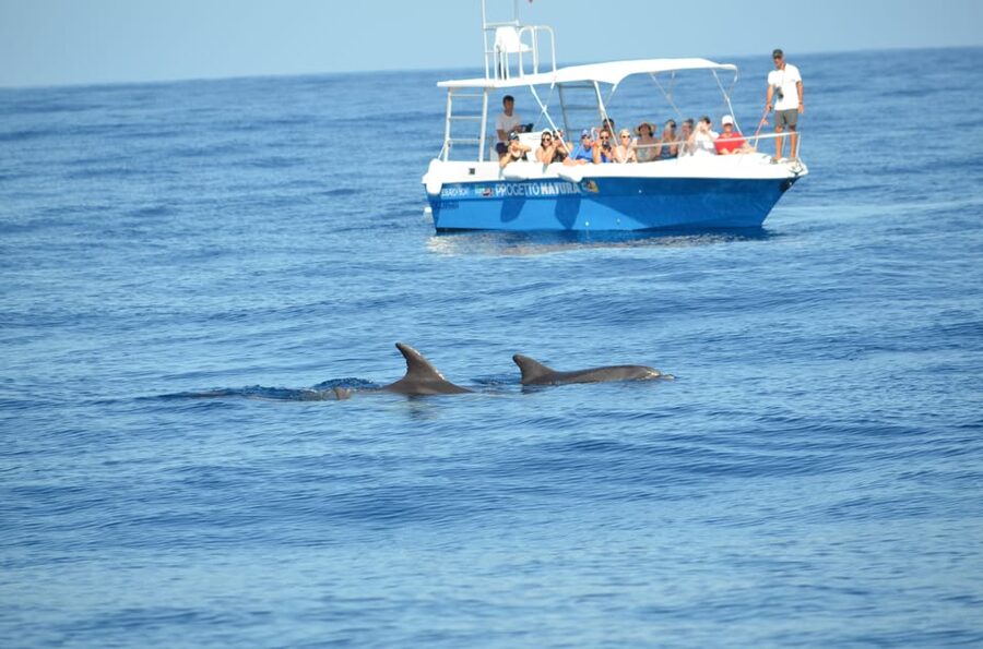 Alghero: Dolphin Watching Tour with Marine Researcher - Meet the MareTerra ERC Researchers Behind the Boat