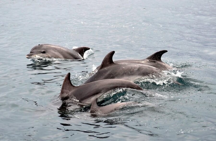 Alghero: Dolphin Watching Tour with Marine Researcher - What to Bring for a Comfortable, No-Stress Sea Day