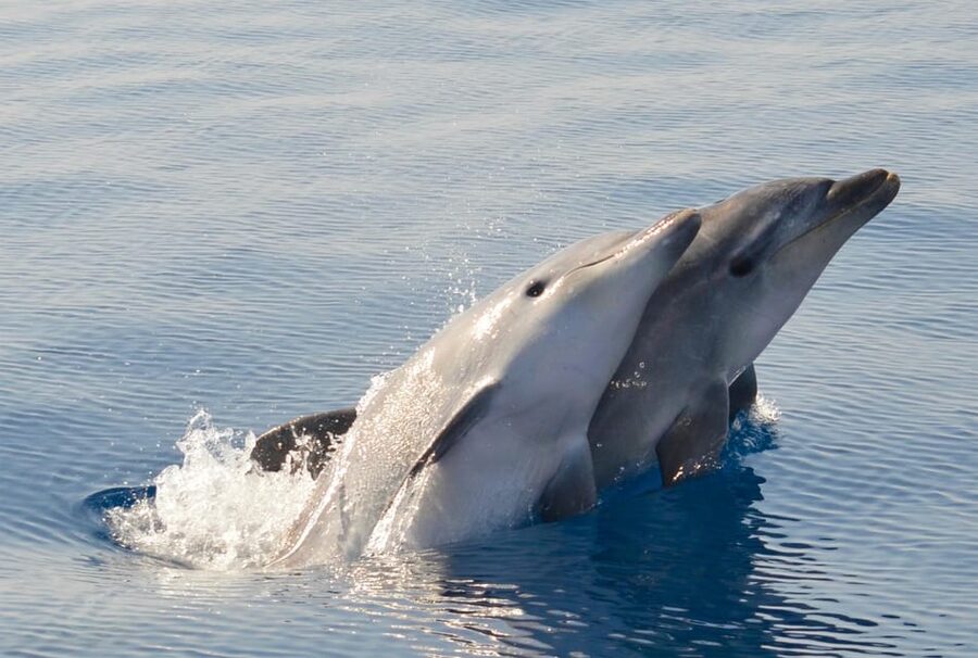 Alghero: Dolphin Watching Tour with Marine Researcher - How They Find Dolphins in Alghero Bay (No Fixed Route)