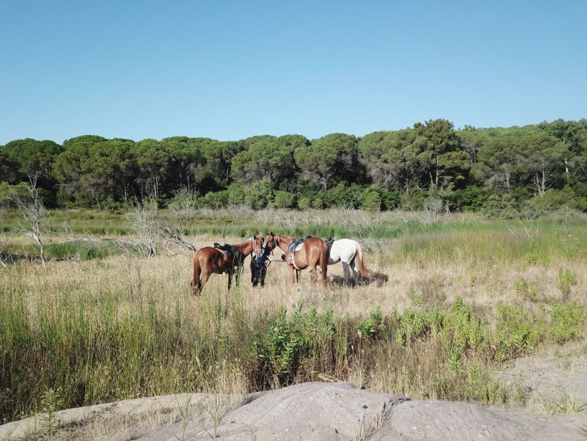 Alghero: Guided Horseback Ride at Lake Baratz & Porto Ferro - Lake Baratz to Porto Ferro, paced for real beginners