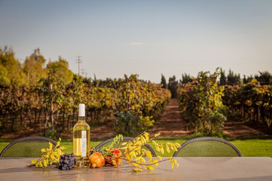 Alghero: Wine and Olive Oil Tasting at a Local Farm - Your flight of Sardinian wines: what to notice, and how food changes the taste