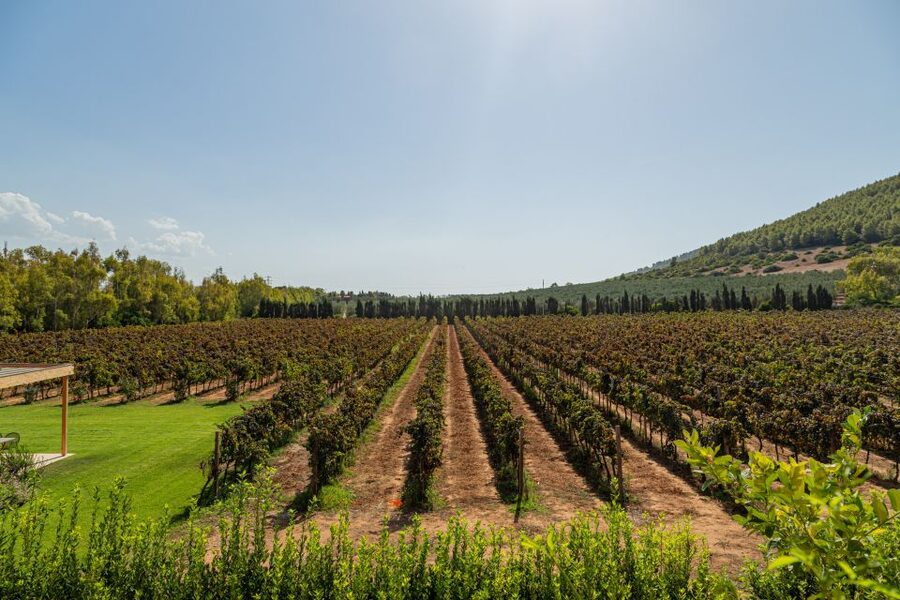 Alghero: Wine and Olive Oil Tasting at a Local Farm - Pecorino, olives, and olive oil pairings that feel like a real Sardinian table