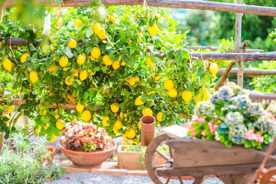 Amalfi: Cooking Class and Farmhouse Visit With Meal - The meal part: wine, limoncello, and Neapolitan espresso