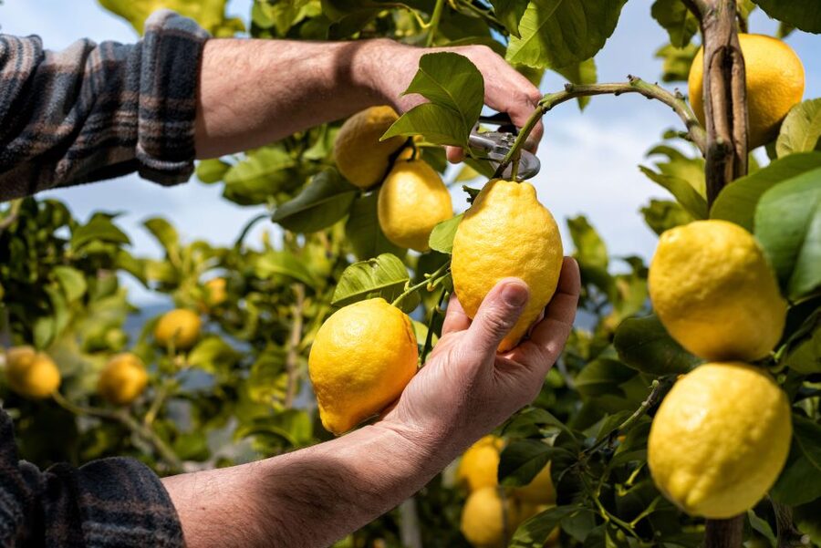 Amalfi: Cooking Class and Farmhouse Visit With Meal - Where the class starts, and how to get there without stress