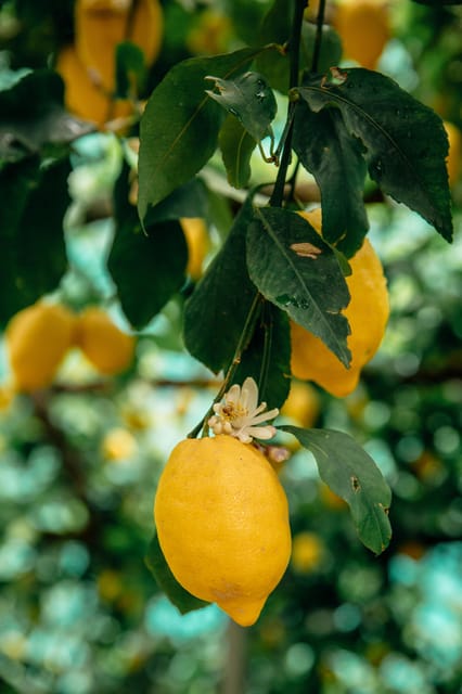 Amalfi: Vertical Lemon Farm Tour, Tastings, and Rural Museum - Key Things I’d Put on Your Amalfi Lemon Checklist