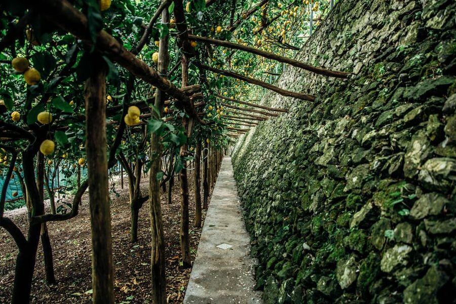 Amalfi: Vertical Lemon Farm Tour, Tastings, and Rural Museum - Is It Worth $41 for 1.5 Hours? Value, What You Actually Get