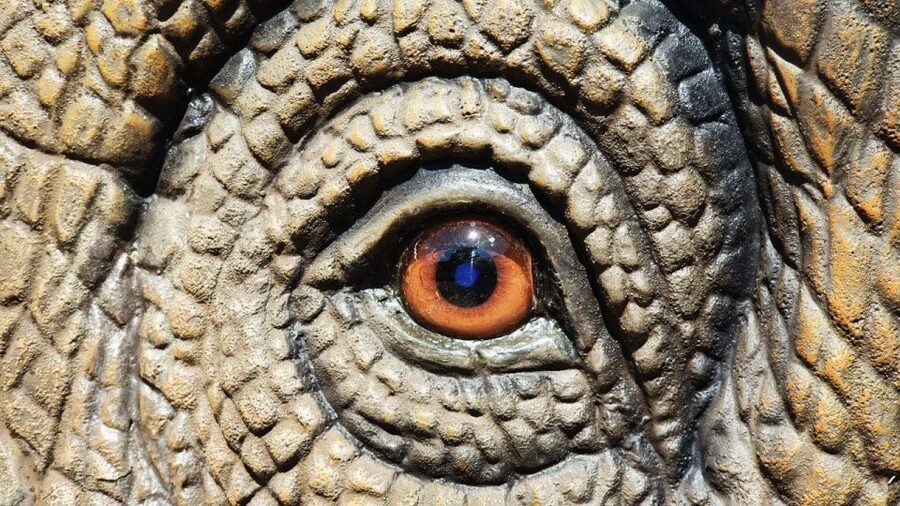 Aquarium of Cattolica Entry Ticket - Animals you will actually focus on all day