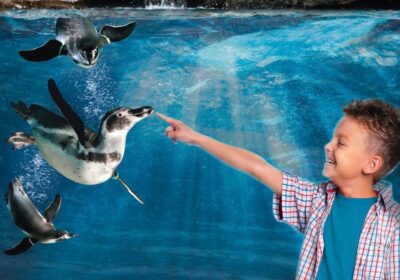 Aquarium of Cattolica Entry Ticket
