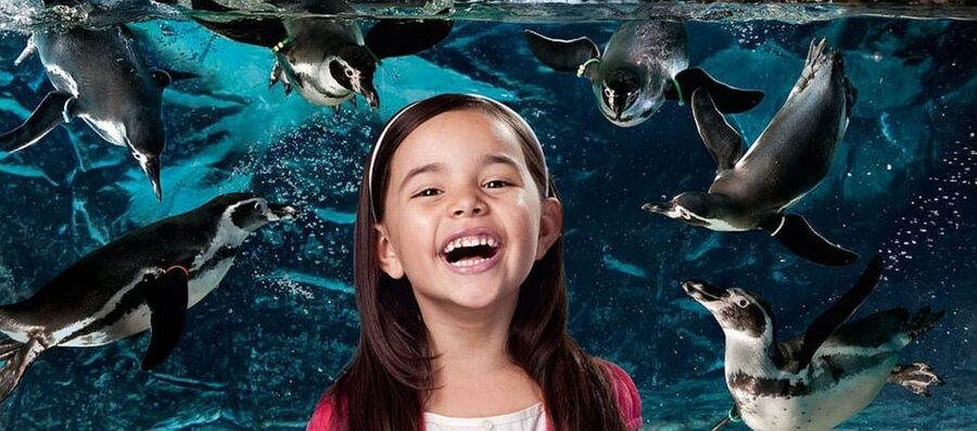 Aquarium of Cattolica Entry Ticket - Food and how to pace a full day