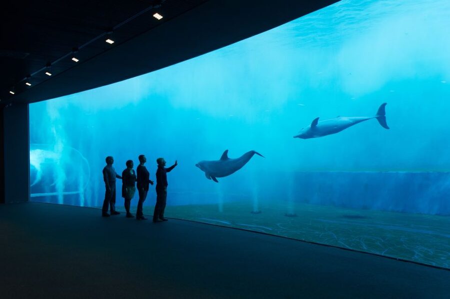 Aquarium of Genoa Ticket and Whale Watching Cruise - The Aquarium of Genoa: a sea museum that actually teaches