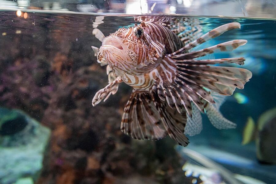 Aquarium of Genoa Ticket and Whale Watching Cruise - What you’ll actually see on the cruise (and why you should expect the unexpected)