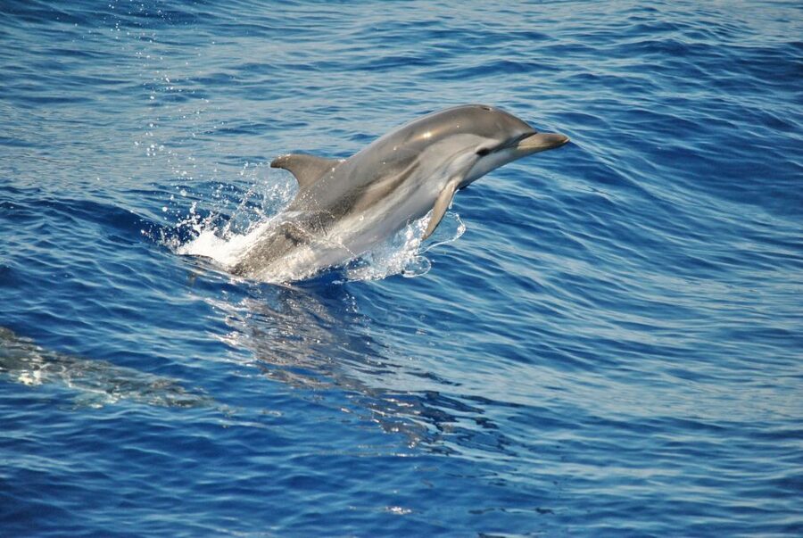 Aquarium of Genoa Ticket and Whale Watching Cruise - Whale watching in the Pelagos Sanctuary: 4 hours built around real spotting