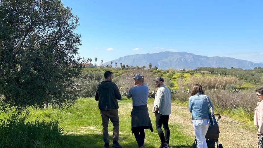 Balestrate: Olive Grove Tour with Wines & Olive Oil Tasting - Why Balestrate’s Olive Grove Tour Feels Like a Family Visit