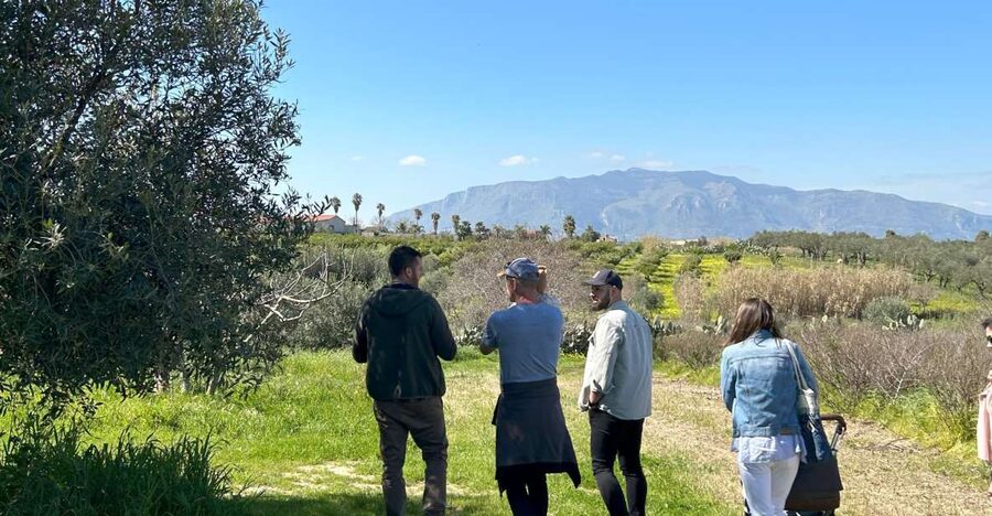 Balestrate: Olive Grove Tour with Wines & Olive Oil Tasting - The 45-Minute Olive Grove Walk With Francesco
