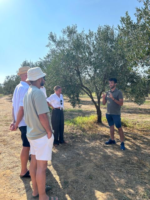 Balestrate: Olive Grove Tour with Wines & Olive Oil Tasting - Who Should Book This Tour (and Who Might Want Something Different)