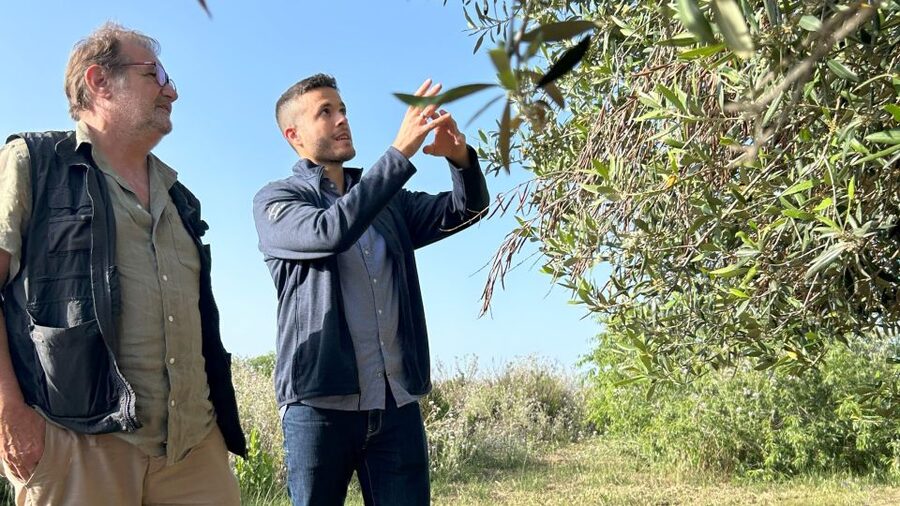 Balestrate: Olive Grove Tour with Wines & Olive Oil Tasting - Meeting Point and Getting There Without Headaches