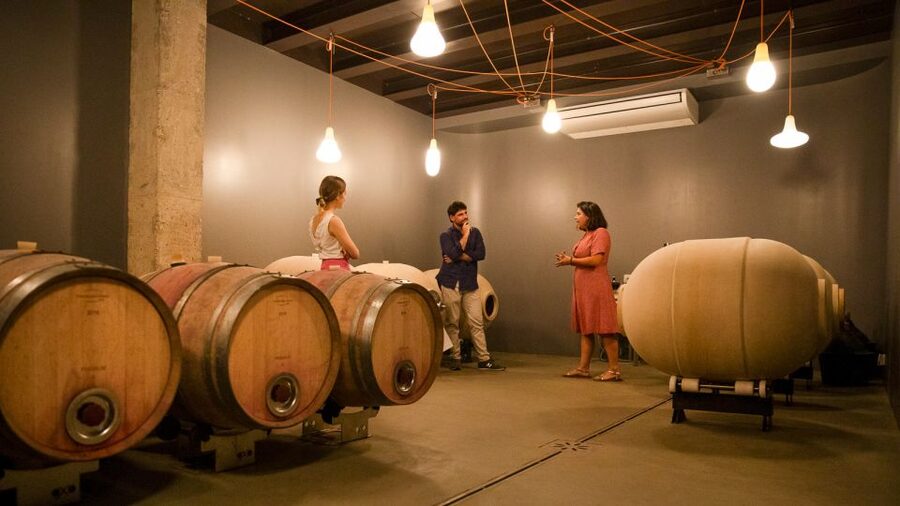 Bardolino: Vineyard Tour with Wine and Food Tasting - Who should book this, and who should rethink it