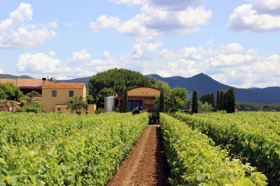Bolgheri: Winery Tour with Wine Tasting - Price and value for a $29, guided Bolgheri experience