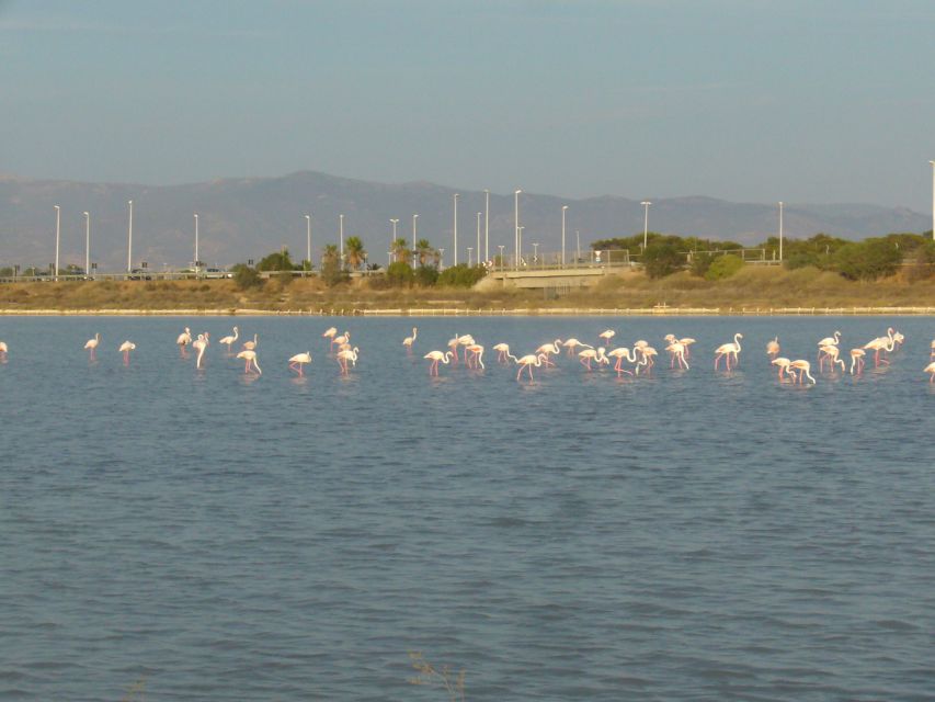 Cagliari: Bike Tour in the Flamingo Oasis - Quick reasons this bike tour feels worth it