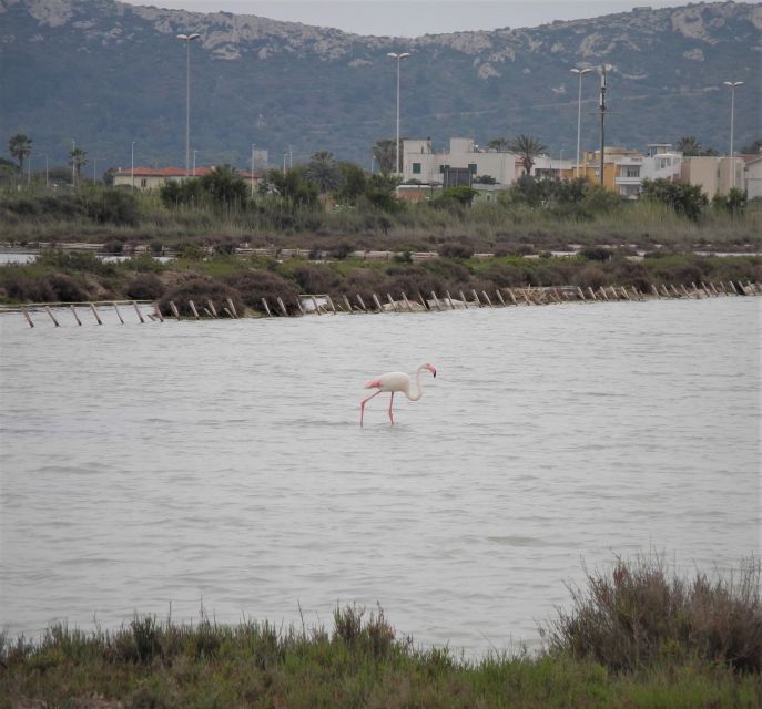 Cagliari: Bike Tour in the Flamingo Oasis - Molentargius Natural Park: the salt-pond story behind the pink birds