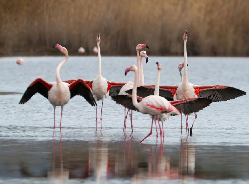 Cagliari: Molentargius Natural Park Segway Tour with Coffee - Key highlights worth planning for