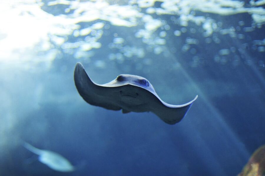 Cala Gonone: Cala Gonone Aquarium Entry Ticket - Key points before you go
