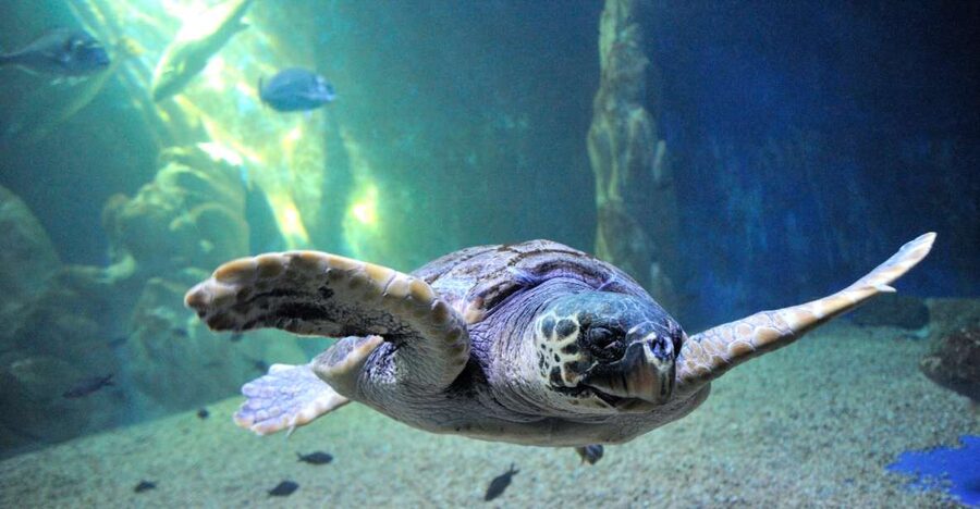 Cala Gonone: Cala Gonone Aquarium Entry Ticket - Cala Gonone Aquarium sits between mountains and sea