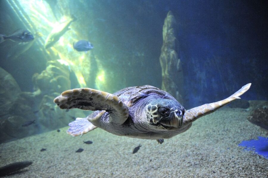 Cala Gonone: Cala Gonone Aquarium Entry Ticket - Your walkthrough: 24 exhibition tanks and what each stage teaches