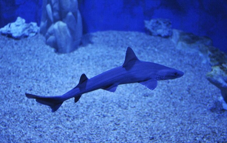 Cala Gonone: Cala Gonone Aquarium Entry Ticket - Ticket value at $16 for a full 2-hour route