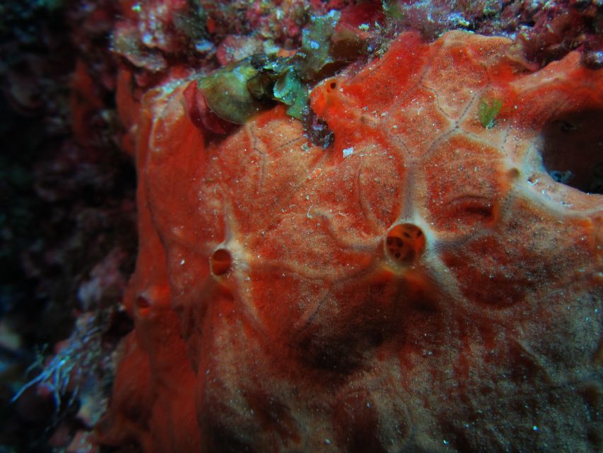 Catania: Gulf Scuba Diving Tour with Marine Biologist - What you’ll likely see: octopus, sponges, bream, and more