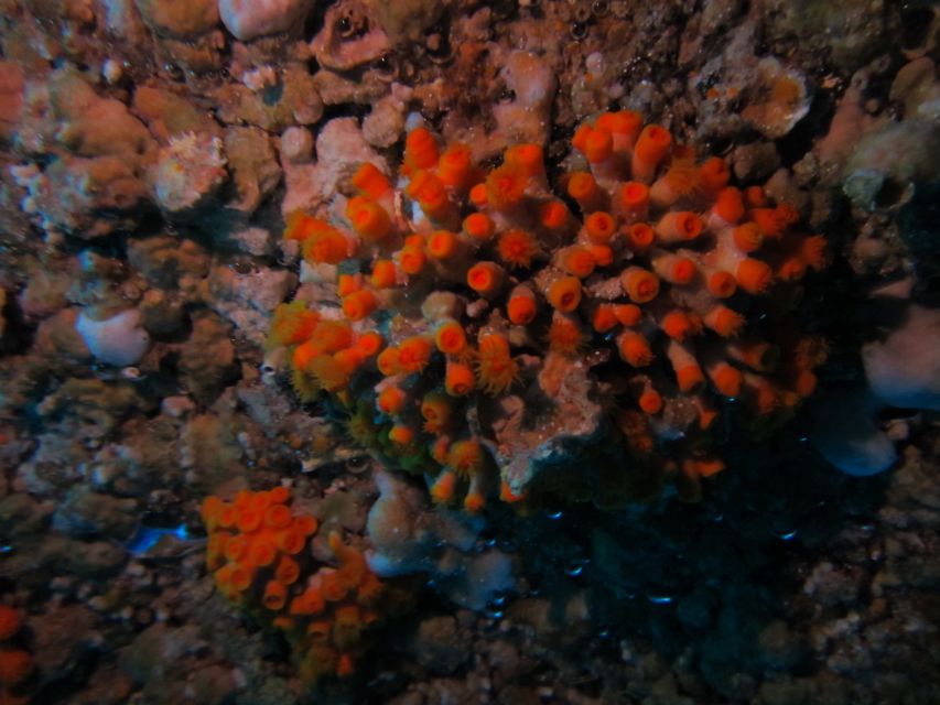 Catania: Gulf Scuba Diving Tour with Marine Biologist - Price and value: $82 for a guided science-based experience