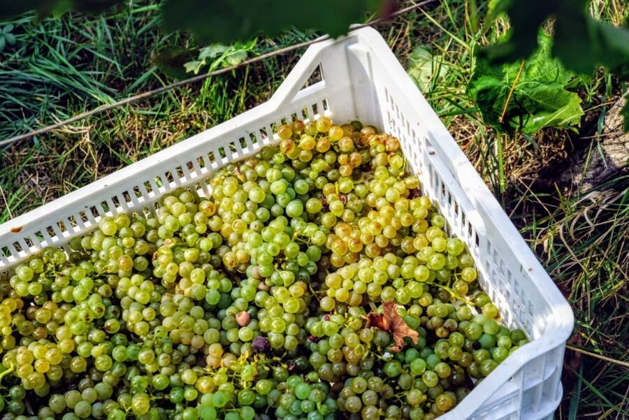 Desenzano: Lugana Wine-Tasting and Vineyard Tour - The tasting lineup: Lugana, classic method sparkling, Chiaretto Rosè, Merlot