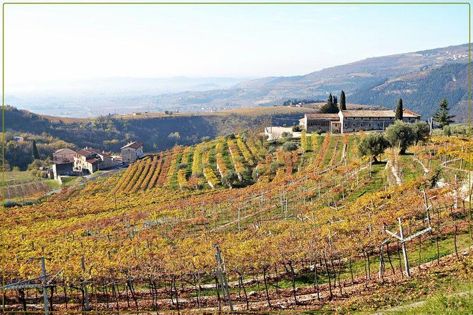 Discover Valpolicella Vineyards and Wine Tasting Experience - The 17th-century cellar and oak aging: where the reds get their structure
