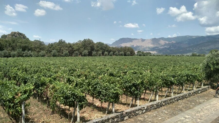 Etna: Wine Tasting and Food Tour - Key points worth knowing before you go