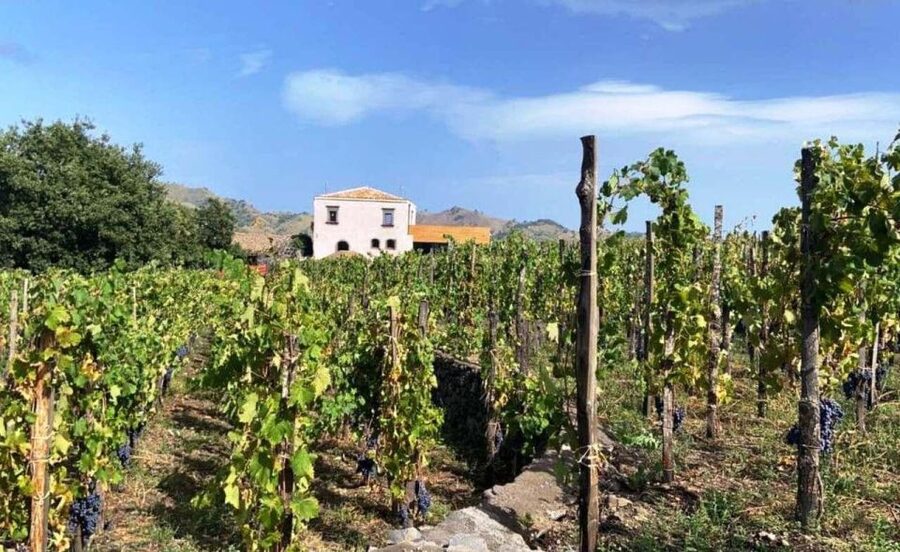 Etna: Wine Tasting and Food Tour - Etna wine basics: what this tour actually teaches you