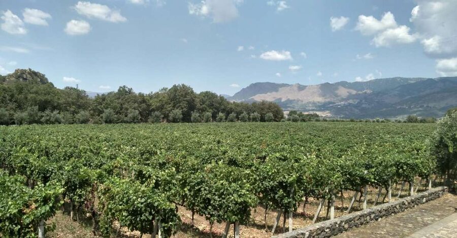 Etna: Wine Tasting and Food Tour - Leaving Catania: the drive that sets the mood