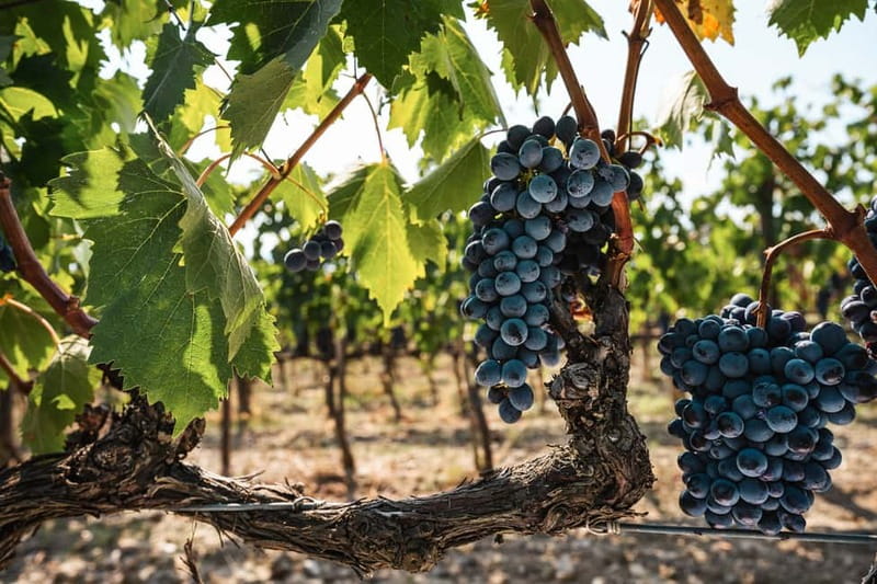 Florence: Chianti Vineyards Tour with Wine Tasting & Dinner - What’s Included With Your Aperitif, Wine, and Water