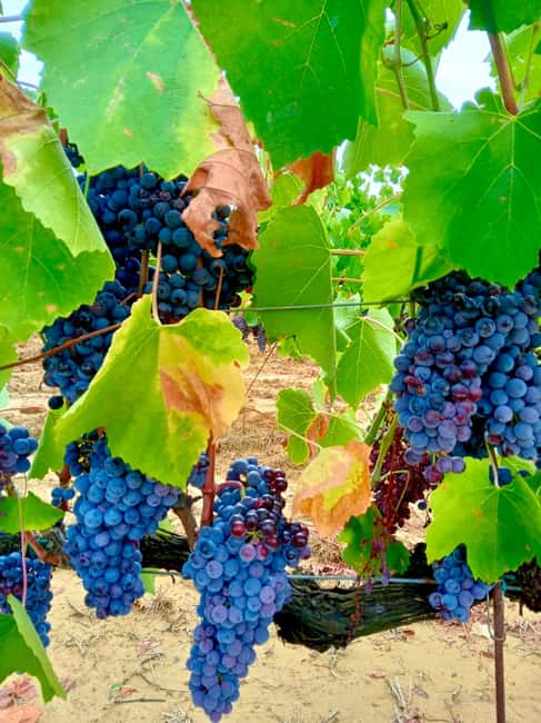 Florence: Countryside Tour with Wine Tasting & Pasta Class - Price and value: what $71 buys you in Tuscany