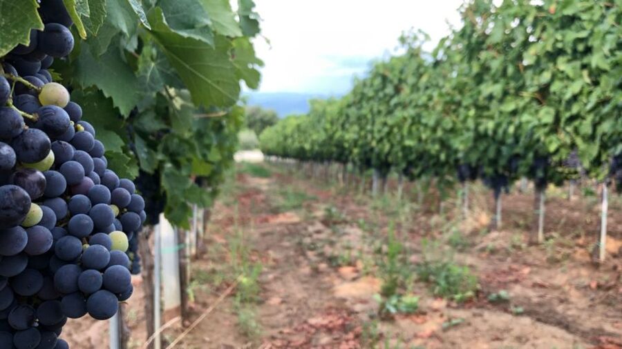 Frascati Wine Road from Rome: Tasting & Lunch - Should you book this Frascati Wine Road from Rome?