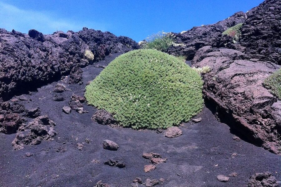From Catania: Mount Etna Half-Day Tour and Wine Experience - Key highlights worth paying attention to