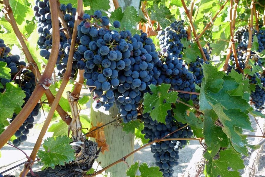 From Catania: Mount Etna Half-Day Tour and Wine Experience - Ancient lava flows and the viewpoints that make it click