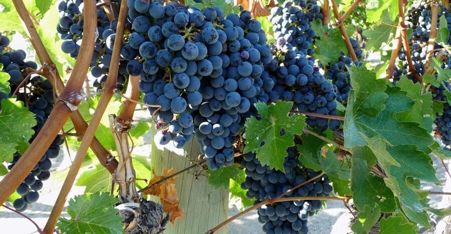 From Catania: Mount Etna Half-Day Tour and Wine Experience - Etna crater trekking: what the walk is really like