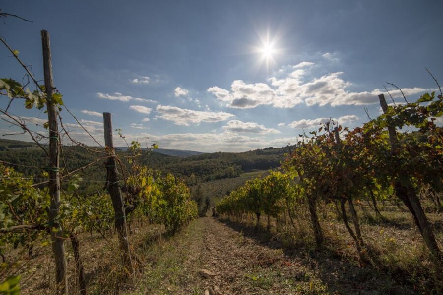 From Florence: Chianti Wine Tastings at Sunset Day Trip - Greve in Chianti and Montefioralle Photo Stops: More Than a Stretch Break