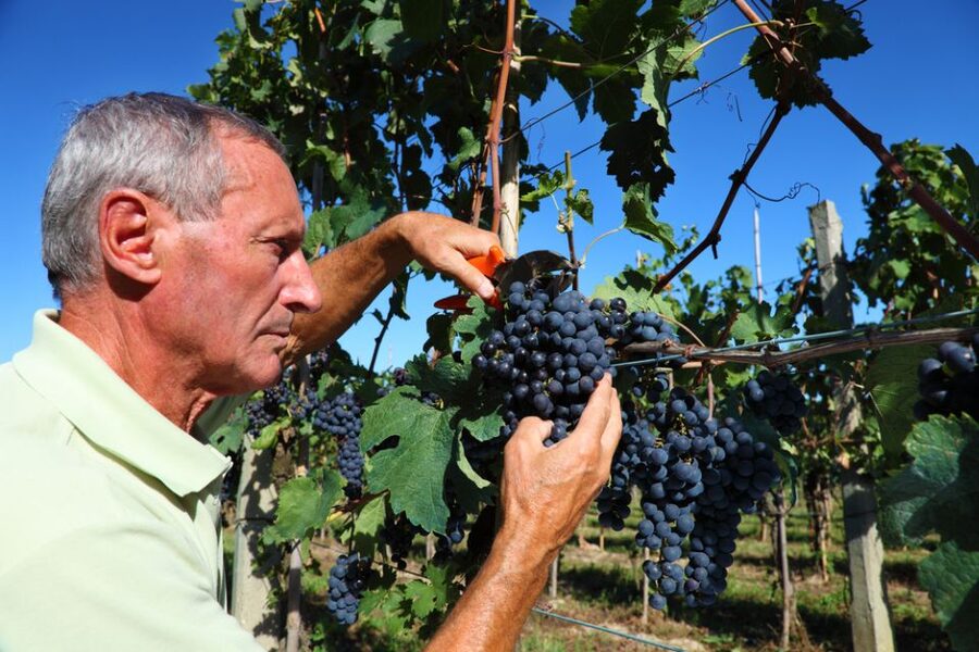 From Florence: Chianti Wine Tour with Tasting - Who Should Book This Chianti Tour (And Who Should Skip It)